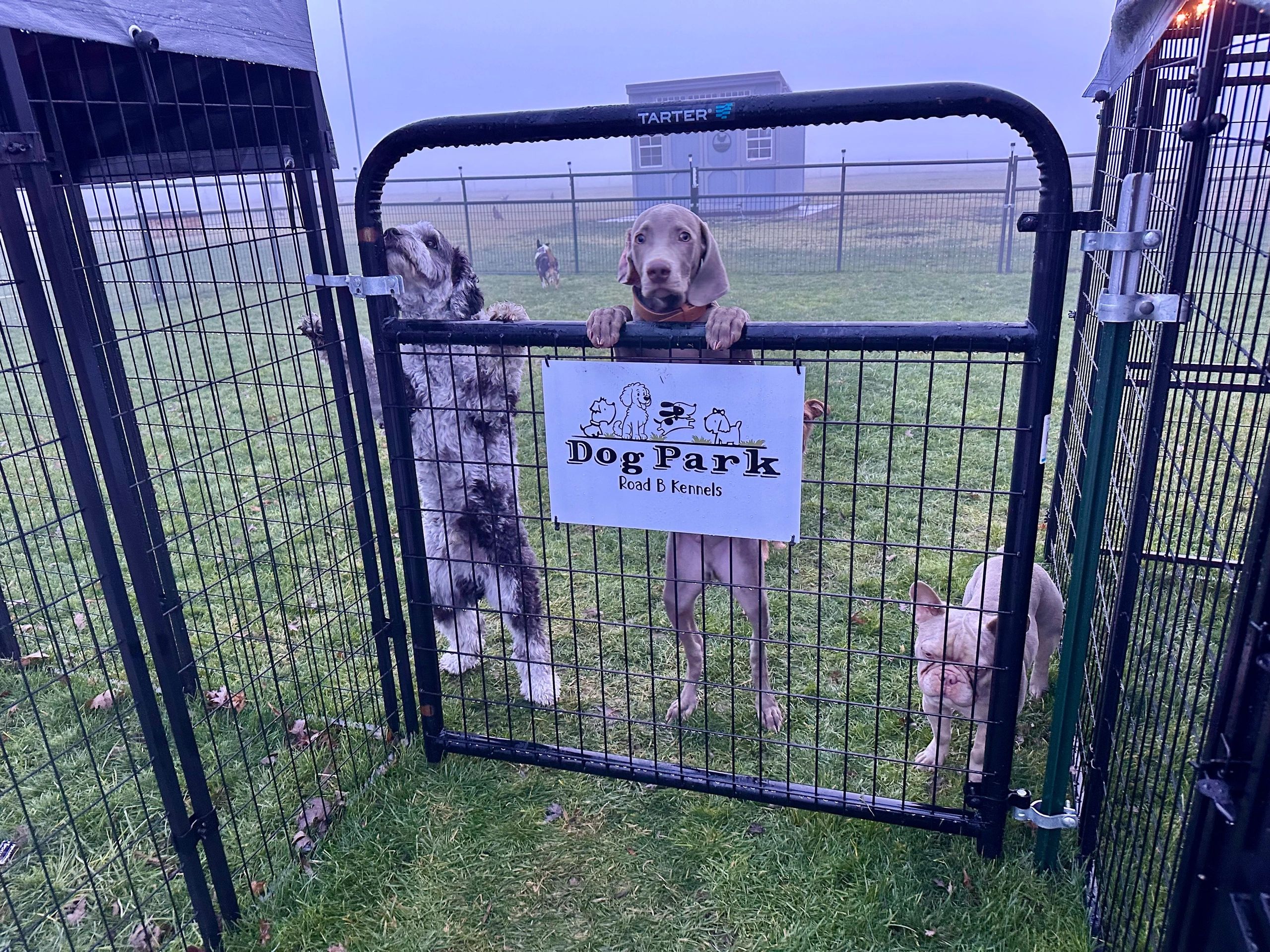 Three dogs at a gated dog park looking out through the fence.